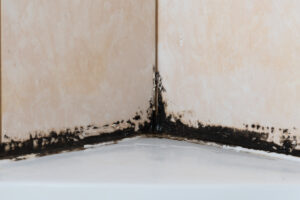 Hiring a Professional Service for Black Mould Removal