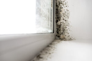 Identifying Black Mould in Your Property