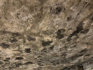 Types of mould typically found in homes